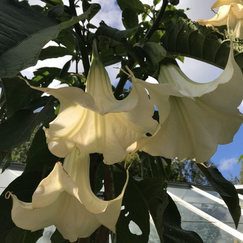 Brugmansia Angels Flight variegated Greendream Växter Buskar och Trädgård